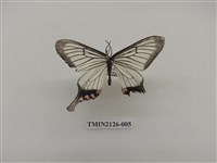 藏品(淺翅鳳蛾)的圖片